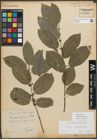 Foto von Salix myrsinifolia Salisb.